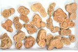 Lot: Sandstone Concretions (Pseudo-Stromatolites) - Pieces #82760-1